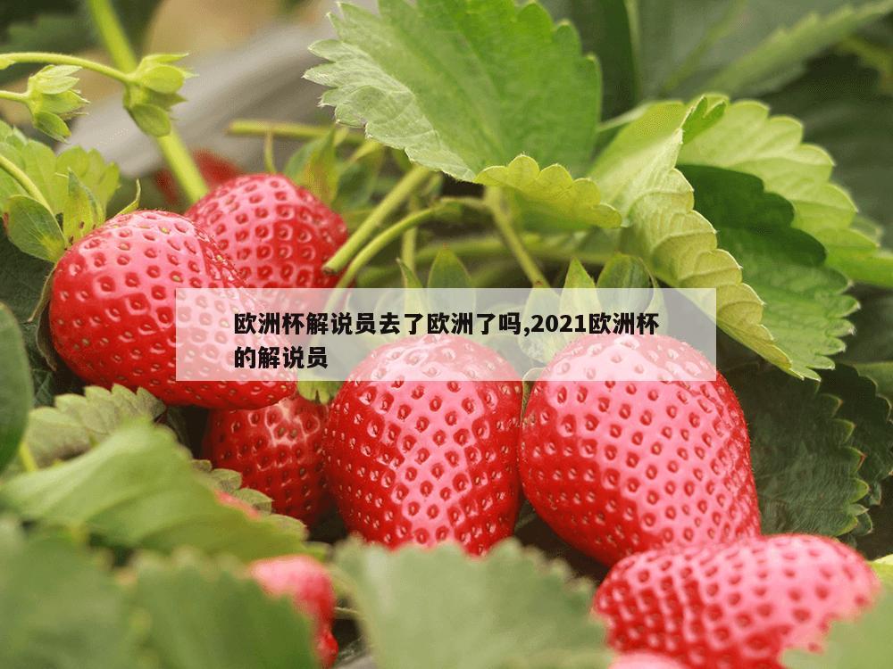 欧洲杯解说员去了欧洲了吗,2021欧洲杯的解说员